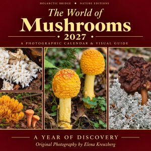 word of mushrooms, wall calendar