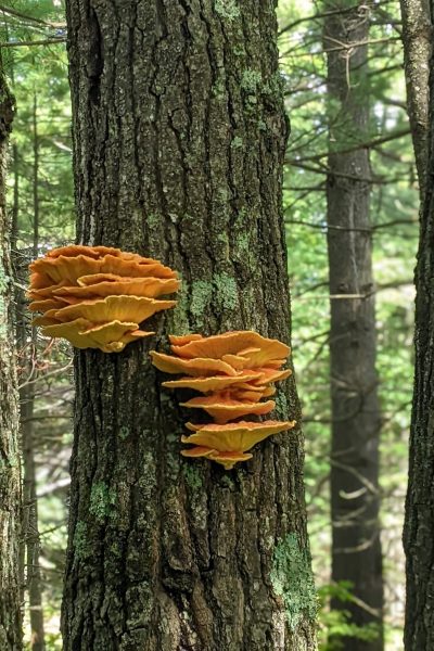 chiken-of-the-woods