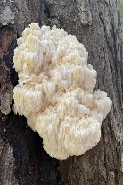 coral-mushrooms