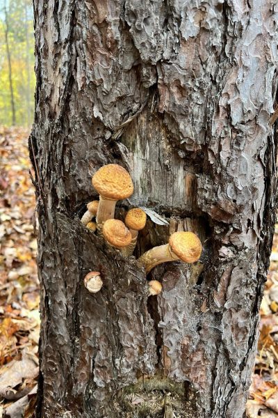 honey-mushrooms