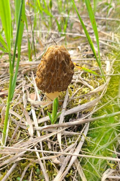morel-mushroom