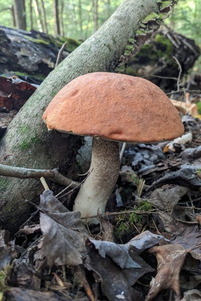 redcap-bolete